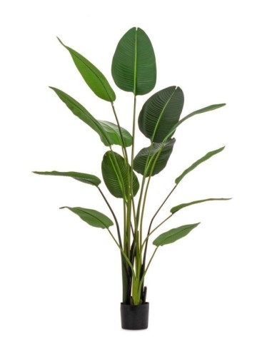 PIANTA STRELITZIA C-VASO 13FOGLIE H185