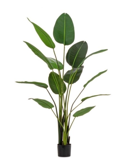 PIANTA STRELITZIA C-VASO 13FOGLIE H185