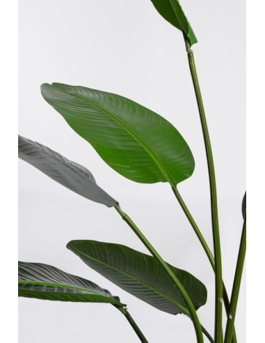 PIANTA STRELITZIA C-VASO 13FOGLIE H185